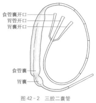 三腔二囊管置入术