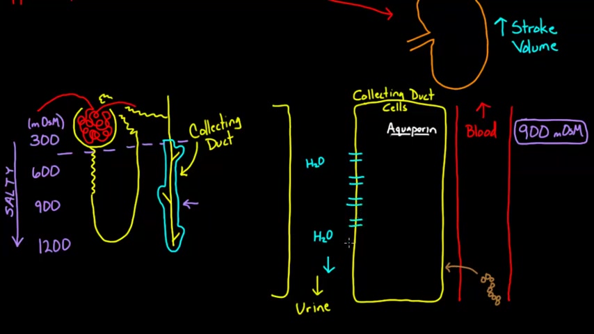 Meet the Heart-Mimosa